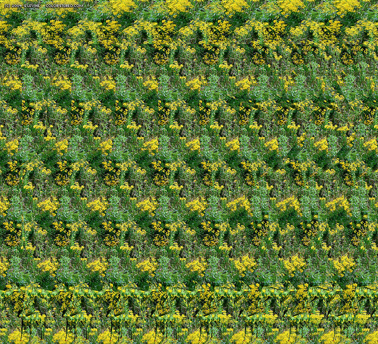 stereogram