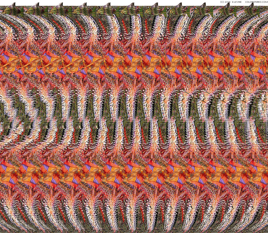 stereogram